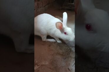 #rabbitplaying #rabbitfun heaithyrabbit #cuterabbit #bunny #rabbit #khargosh #pyararabbit