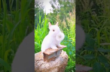242. Baby rabbit eating  #reels #cute #rabbit #animals #fruit #pets #shorts #eatingfruit #babyrabbit