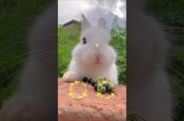 A cute rabbit is eating blackthorn berries placed on a large rock. cute Rabbit cute pet cute bunny