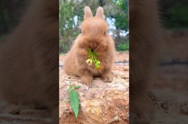 Cute Rabbit Videos That Will MELT Your Heart! | #cute #rabbit #pets #animals  #cuteanimals