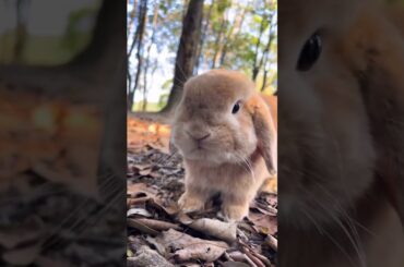 How Cute Bunnies #amazing #bunnies #pets #rabbit #animals