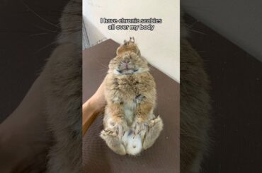 HE HAS RECOVERED FROM CHRONIC SCABIES #rabbitbreeds #bunny #mybunny #bunnylife #cute