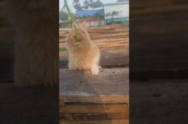 Cute rabbit loves to eat vegetables. #rabbits #animals #cute #videorabbit #video