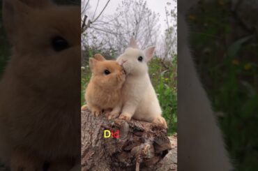 Fun Facts About Rabbit #rabbit #animals #rabbits #animalshorts #cuteanimals #cuterabbit #cute