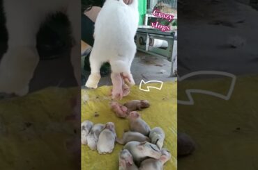 rabbit baby viral shorts #trending #crazyvlogs #shorts #viralvideo