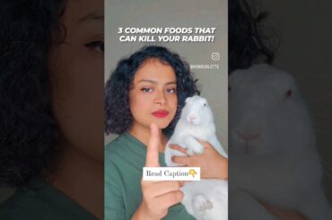 3 common food that can kill your rabbit! #rabbit #rabbitcare #rabbithealth #pet #rabbitdiet #petcare
