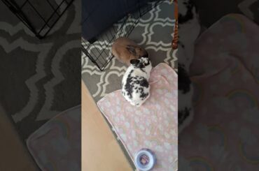 Milkyway and Nebula bunny snuggling up for a nap #cute #rabbit