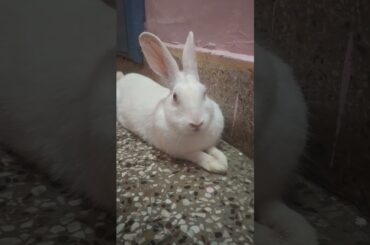#rabbit #rabbitbreeds #cuteanimal #bunny #mybunny #cutebunny #cute #mycuterabbit #cutepet #pets