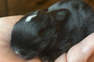 Update! 8 days old Baby Bunny Holland lop cute baby bunnies video of litter mates coming.