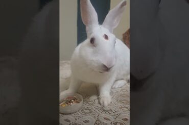 #rabbit #cute #pets #bunny #animals #rabbitbreeds #cuteanimal #mybunny #cutebunny #mycuterabbit