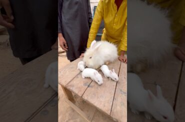 Rabbit nae cute baby de dea #shorts #rabbit