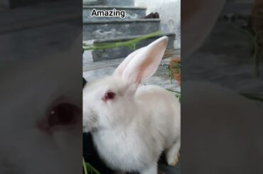so so cute adorable white black Rabbit #rabbit #cute #bunny #pets #animals #trending #shorts #fyp