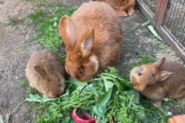 Baby Bunnies and Mother Eating Together #cute #baby #bunny #rabbit #asmr #animals