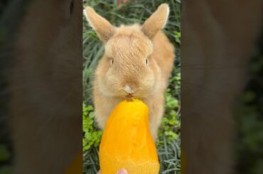 #rabbit #cute #mycuterabbit #bunny #rabbitbreeds #animals #pets #funny #cuteanimals #happy