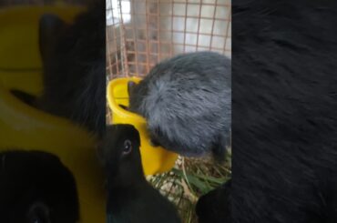 Cute Bunny Struggles to Eat from Food Box | Funny & Adorable Rabbit Moments#rabbit#trend#ytshorts