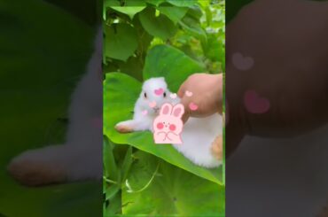 cute Bunny, like Rabbit, cute pet debut Plan. Rabbit. Pastoral cute pet.