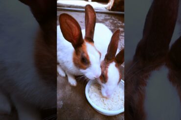 Rabbit's Unbelievable Rice-Eating Habbit! #rabbit #cute #pet #animals #videos #shorts #rabbitspet