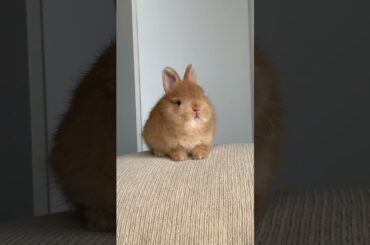 HER EARS FROM II TO V #rabbitbreeds #bunny #mybunny #bunnylife #cute