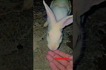 #rabbitlover#cuterabbit#viralshorts#rabbit#bunny