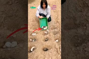 baby rabbit shorts viral #cuterabbitvIogs#animals #shorts #khargosh