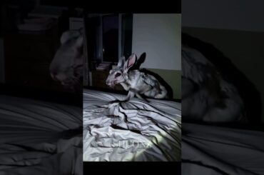 ALL RABBITS AREN'T CUTE