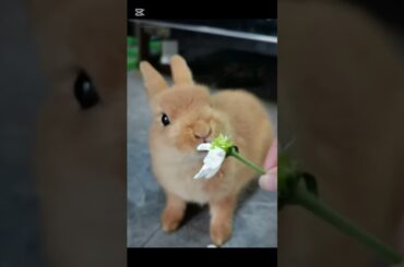 cute bunny eating flower OMG/Is this taste is yummy?/brown cute rabbit.