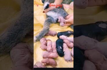 so cute rabbit bunny #cute #bunny #youtubeshorts #viralshorts