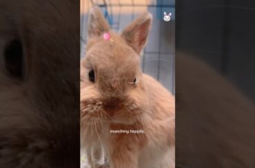 Born, Eats, Breaks Down, Becomes a Parent... All in 24 Seconds!!!