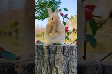 cute bunny.. #rabbit #shortsfeed #cute #shortvideo #bunny #shorts