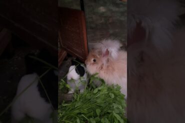 Cute Bunnies Eating Together #shorts #cute #bunny #rabbit #asmr
