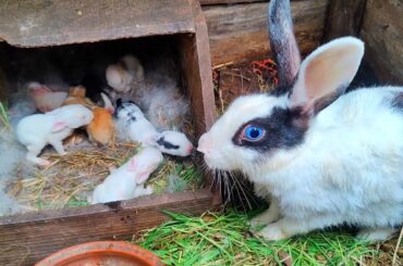 Cute baby bunnies are drinking milk