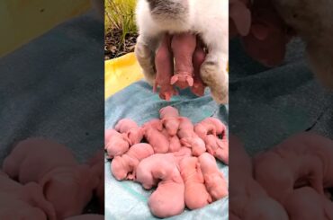 Rabbit Growth - Baby Rabbit Growing Up Day By Day #rabbit #animals #shorts