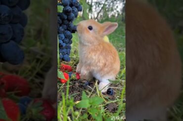 Cutest Baby Bunny Reaches for Grapes! | Adorable Nature Moment"#CuteBunny #BabyRabbit #AnimalShorts