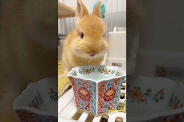 Cute Bunnies #amazing #rabbit #bunny #pets #animals #shorts