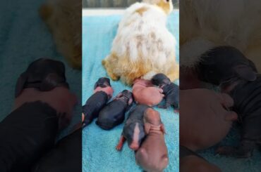 Rabbit baby - Rabbit birth sounds | Rabbit scream - Rabbit crying sounds #shorts #animals #cute