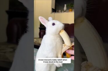 A man rescued a baby Rabbit when it was stuck in the mud.#shorts #animals #ytshorts