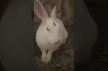 #cute #funny #rabbit #bunny #rabbitbreeds #cuteanimal #mycuterabbit #cutebunny #mybunny #cat #pets