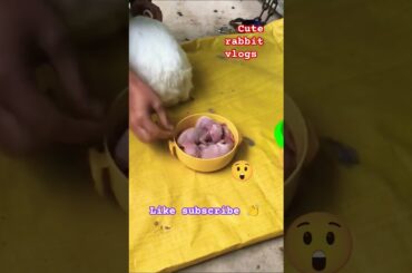 rabbit baby inside the bowl viral vlog #trending #video #trendingshortsfeed