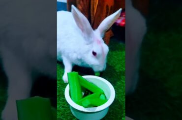 Baby bunny rabbit #comedyshorts #rabbitmusic #rabbite #funnyrabbit #bunnyvlogs #new