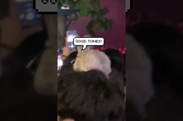 Unbothered rabbit spotted vibing on head at concert