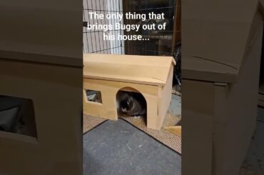 Blueberry crazy!  #bunny #animal #rabbit #pets #cutebunny ##cuteanimals