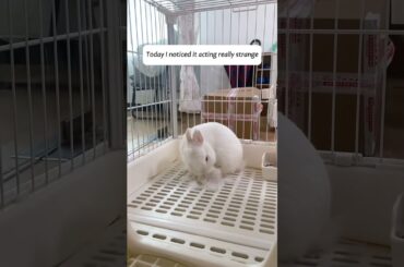 A man saved a dying baby rabbit and nurtured it with love #animalshorts #animalrescue