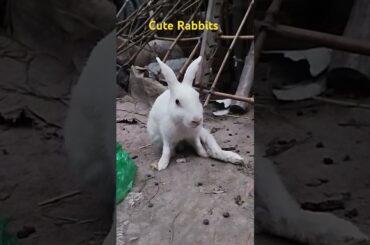 Cute Rabbits #rabbitbreeds #cuteanimal #bunny #mybunny #cutebunny #cute #mycuterabbit #cutepet #pets