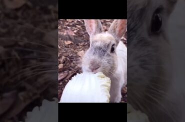 Cute Rabbit Videos to Soothe Your Heart