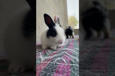 Cute Baby Bunny with Mother Rabbit [ Funny Rabbits Videos ]