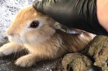 I petted a cute baby rabbit and he melted.