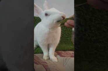 #rabbit #cute #mycuterabbit #funny #pets #cutebunny #rabbitbreeds #animal #mybunny #mycuterabbit