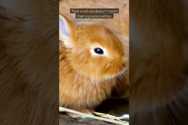 The Most Difficult Rabbit Breeds to Own