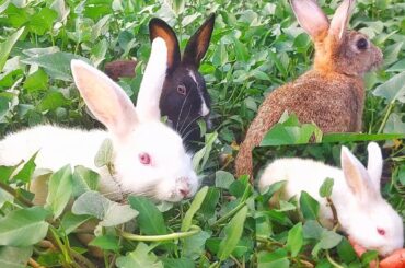 Cute Baby Rabbits And Her Mom