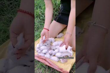 A little cute rabbit video          (Tom and Jerry) #shorts #ytshorts #rabbit #indopaanimallovers